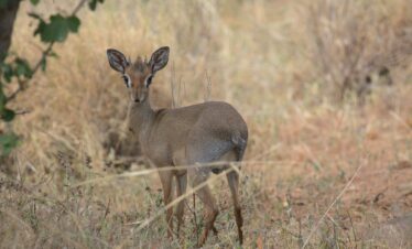 Arusha National Park 1-Day Trip