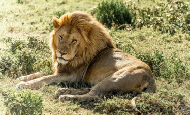 Ngorongoro Crater 1-Day Trip