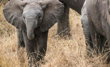 Tarangire National Park 1-Day Trip