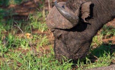 Ngorongoro Conservation area - Wildstar safaris