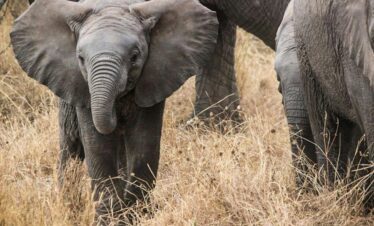 Tarangire National Park - Wildstar Safaris