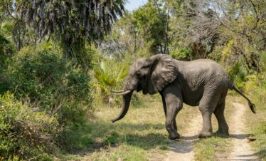 Wildstar Lake Manyara National Park