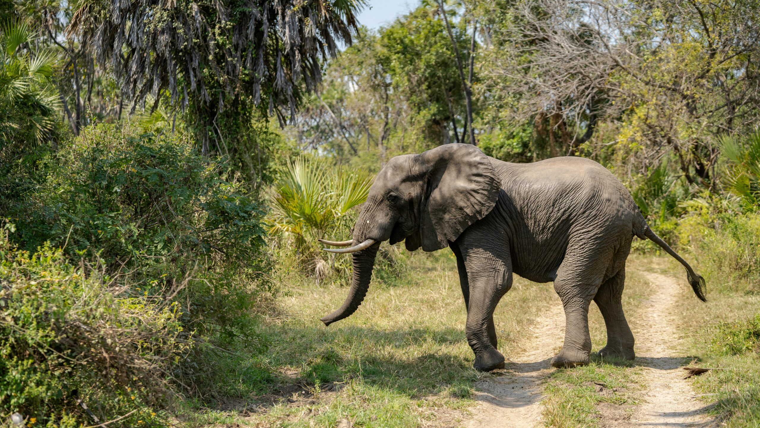 Wildstar Lake Manyara National Park