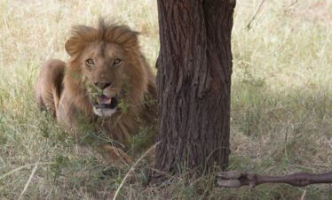 Wildstar Safaris Serengeti National Park